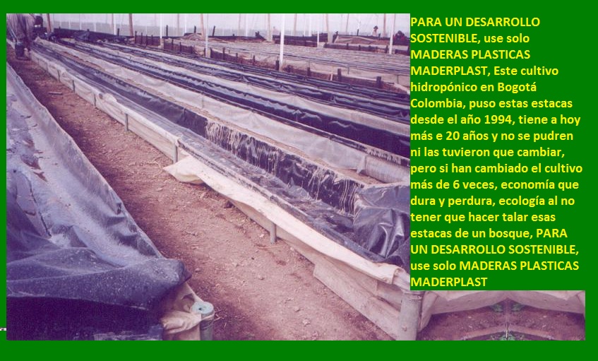 hidroponía como se preparan cultivos hidropónicos flores hidropónicas como se hace el cultivo tecnificado flor de invernadero cultivo hidropónico tecnificado maderplast surcos camas tutores 005 hidroponía como se preparan cultivos hidropónicos hidroponía como se preparan cultivos hidropónicos flores hidropónicas como se hace el cultivo tecnificado flor de invernadero cultivo hidropónico tecnificado maderplast surcos camas tutores 005 flores hidropónicas como se hace el cultivo tecnificado flor de invernadero cultivo hidropónico tecnificado maderplast surcos camas tutores 005